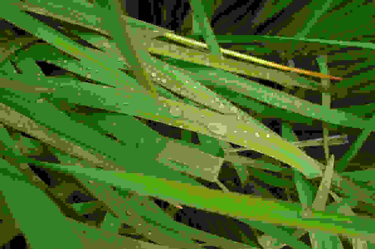 トリミングノミダニ除け